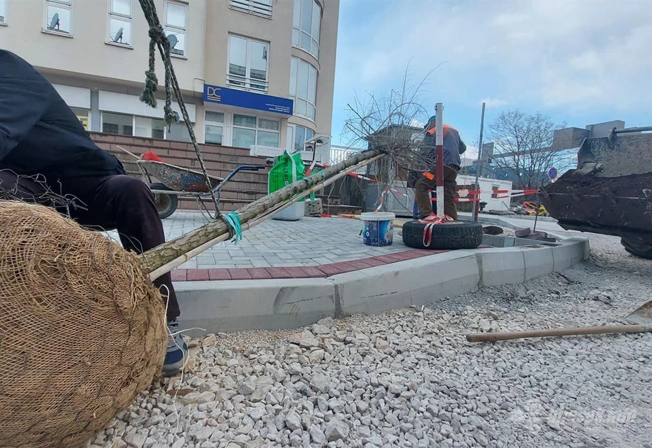 Sadnja drvoreda u Mostaru