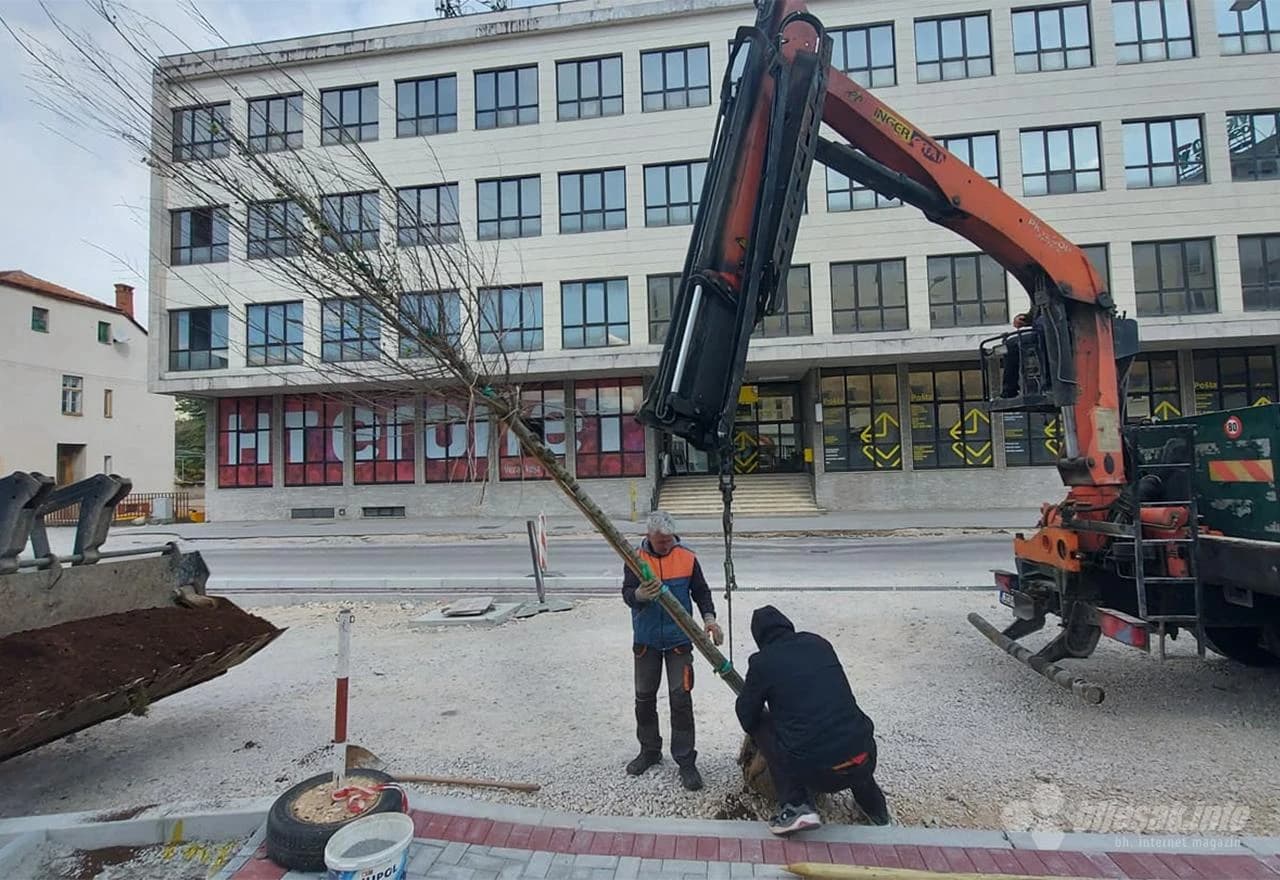 Sadnja drvoreda u Mostaru