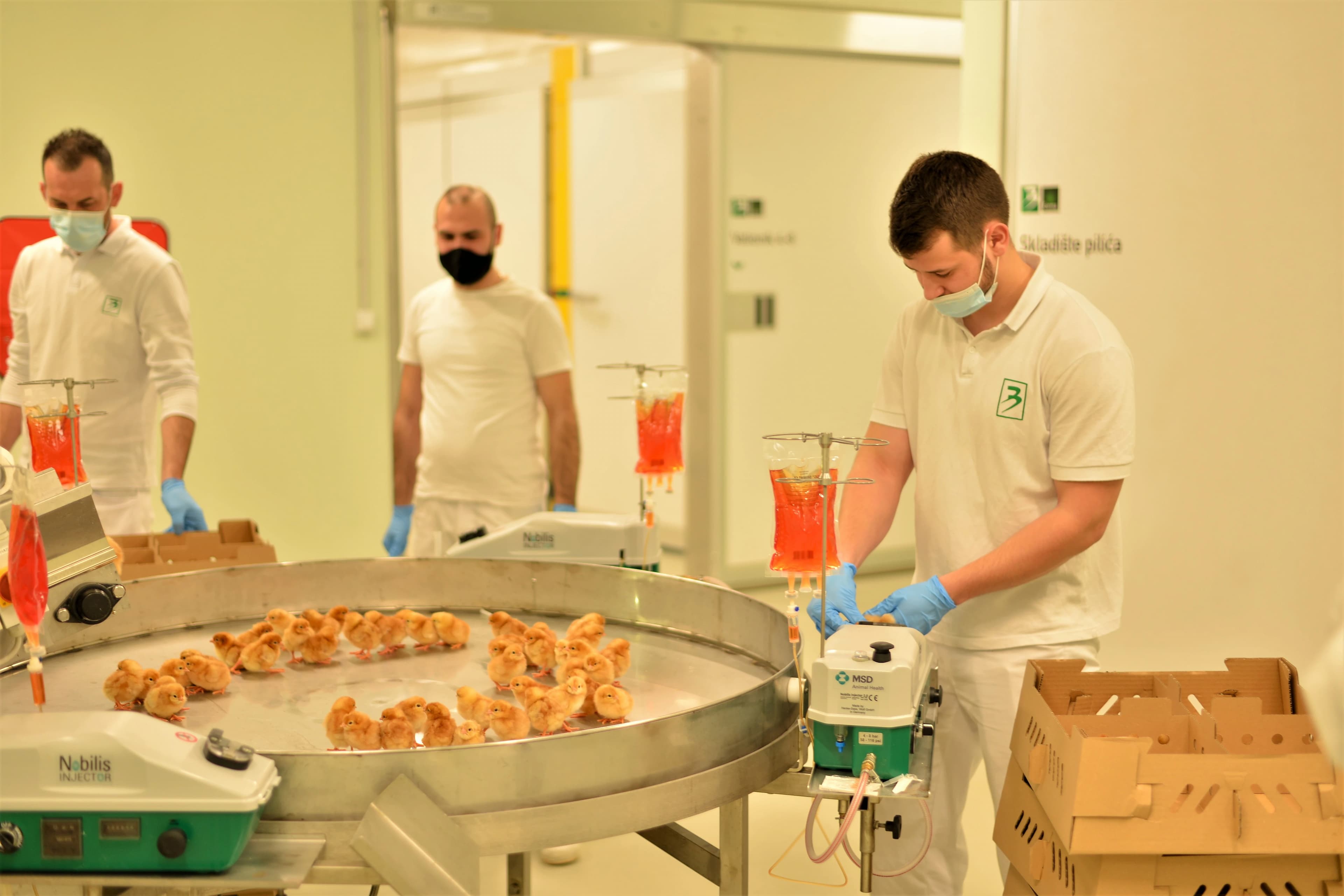 Kompanija Bingo pustila u rad najsuvremeniji repro centar i inkubatorsku stanicu za uzgoj jednodnevnih pilića u regiji