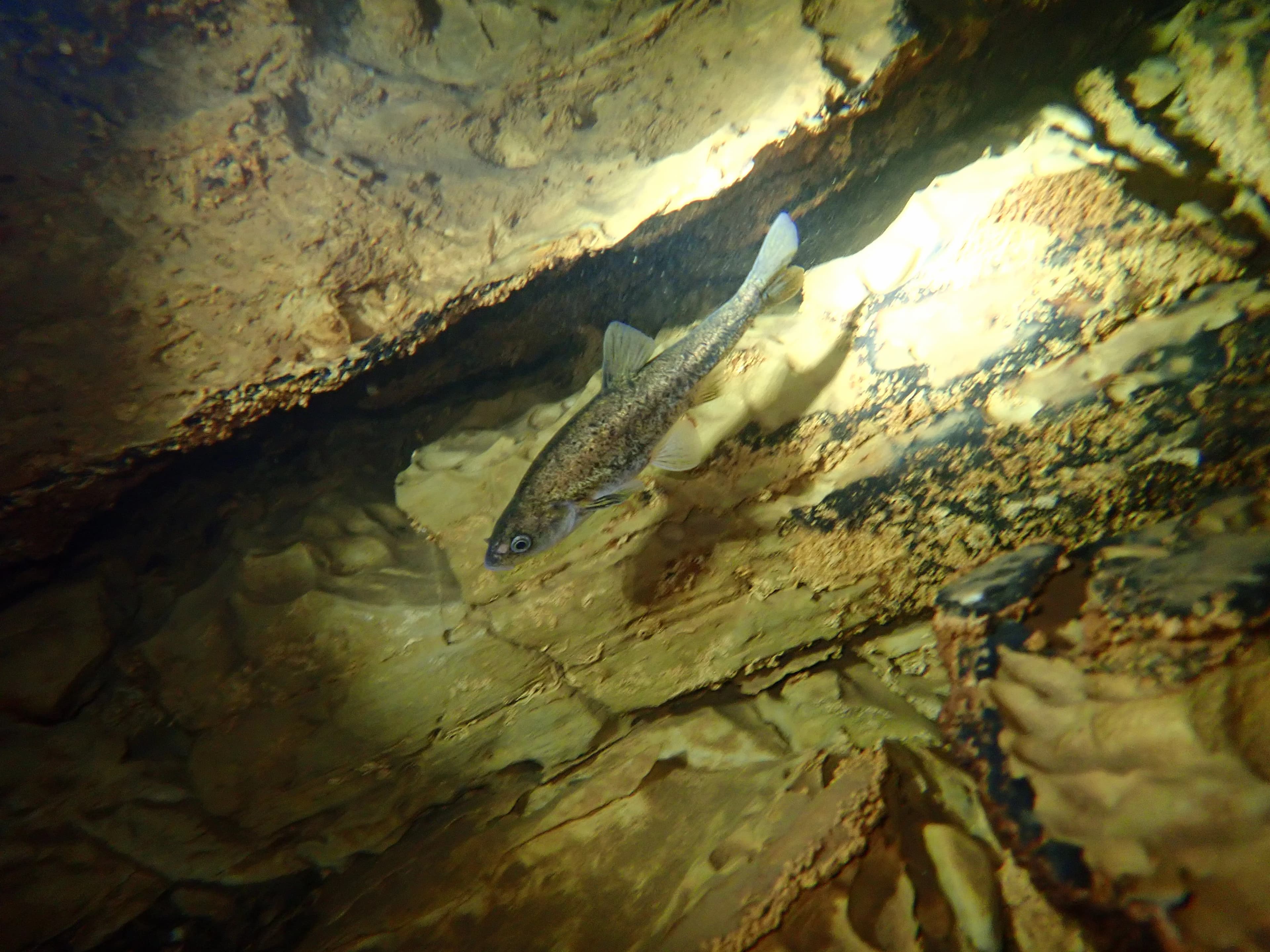 Foto: Matej Vučić iz Hrvatskog društva za biološka istraživanja iz Zagreba 