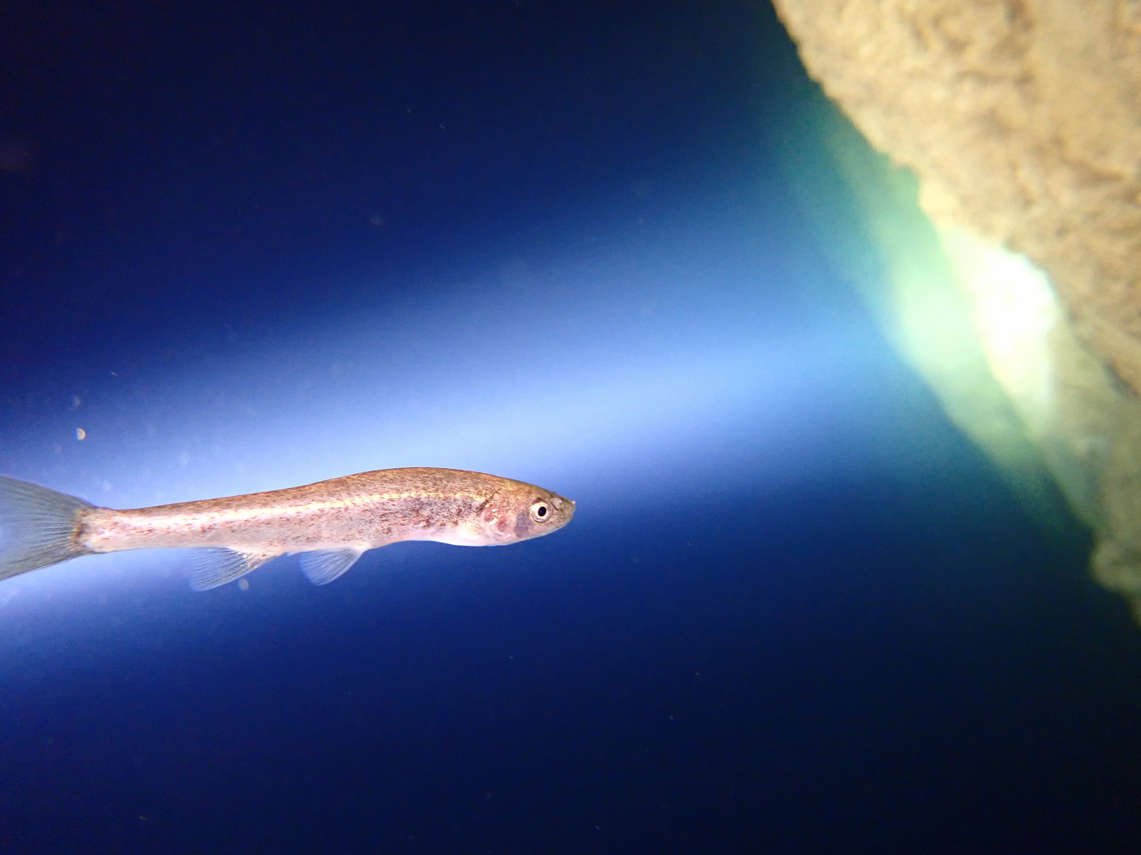 Foto: Matej Vučić iz Hrvatskog društva za biološka istraživanja iz Zagreba 