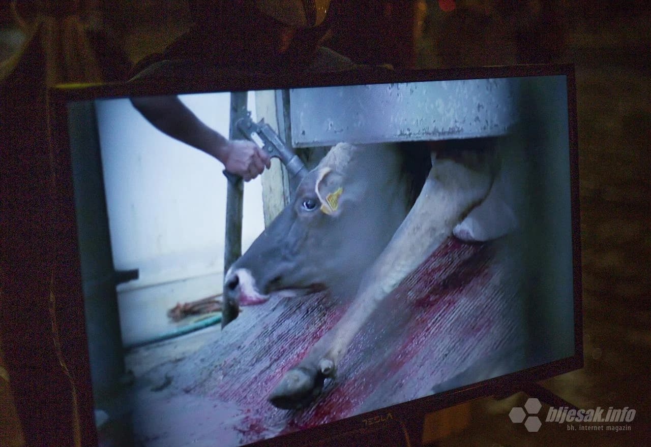 Istina o tome što se događa sa životinjama u velikim industrijama