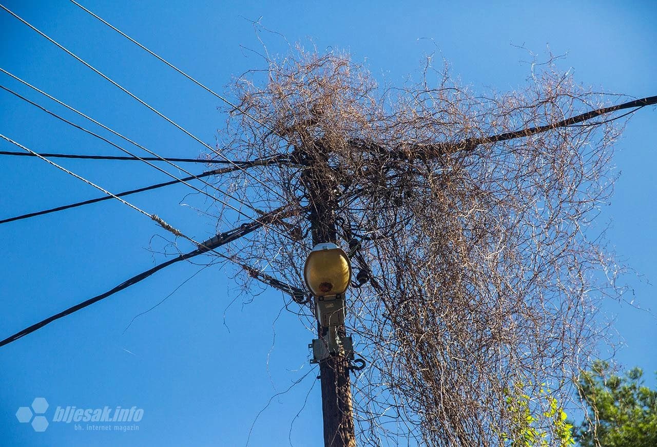 Kaos sa strujom na Panjevini: Električari žice razdvojili granama