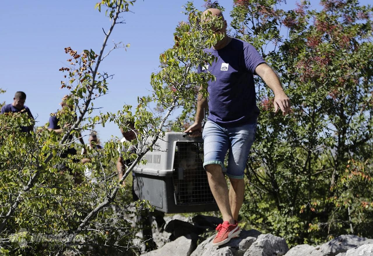 Bjeloglavi sup Luka pušten na slobodu 