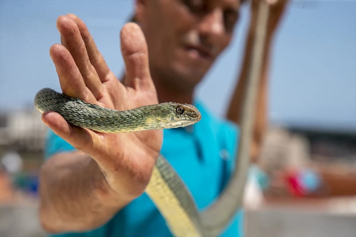 Lovom na zmije prehranjuje obitelj
