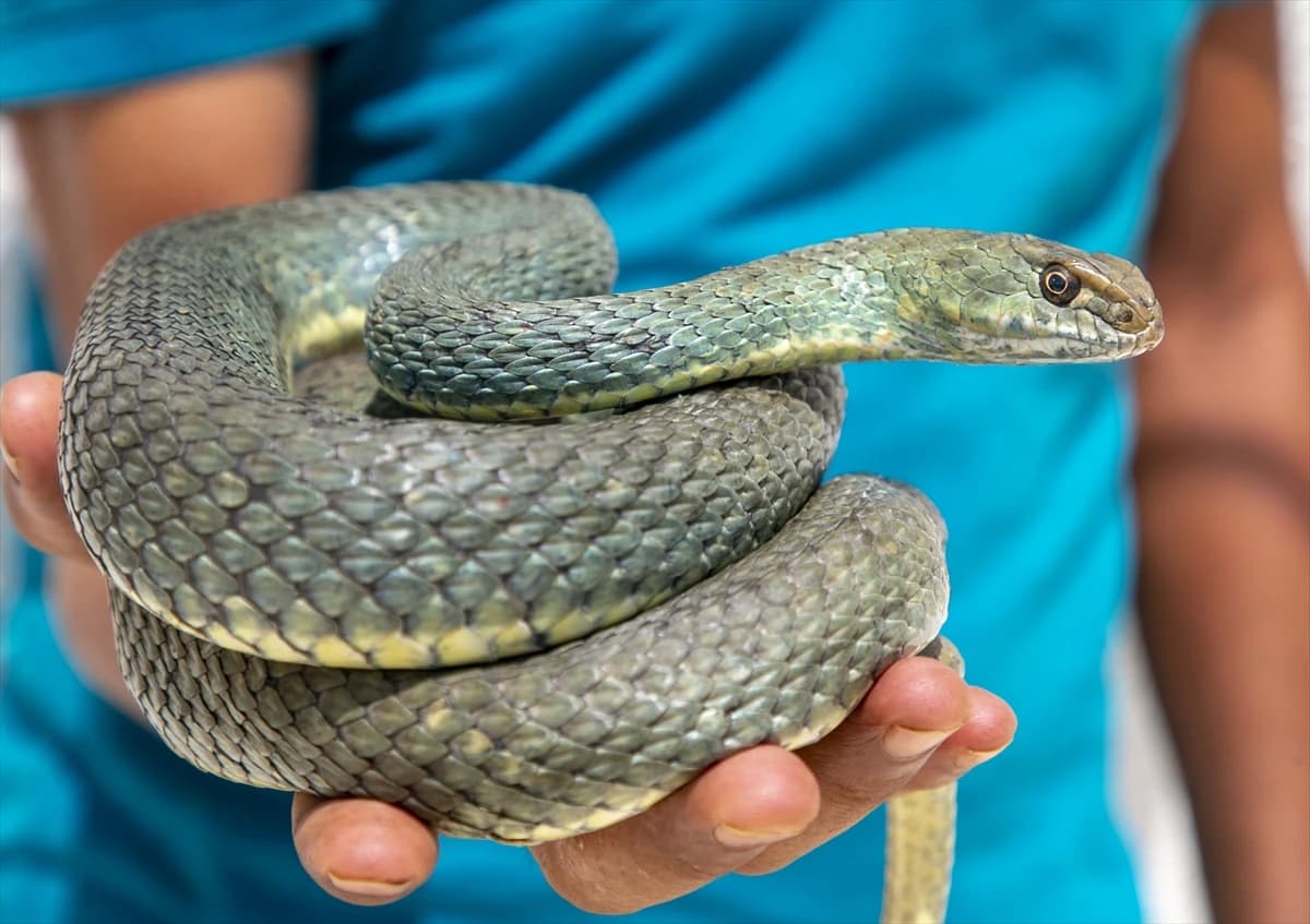 Lovom na zmije prehranjuje obitelj
