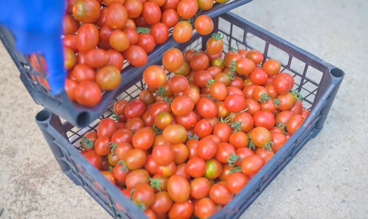 Bingo, Plastenička proizvodnja Ciljuge