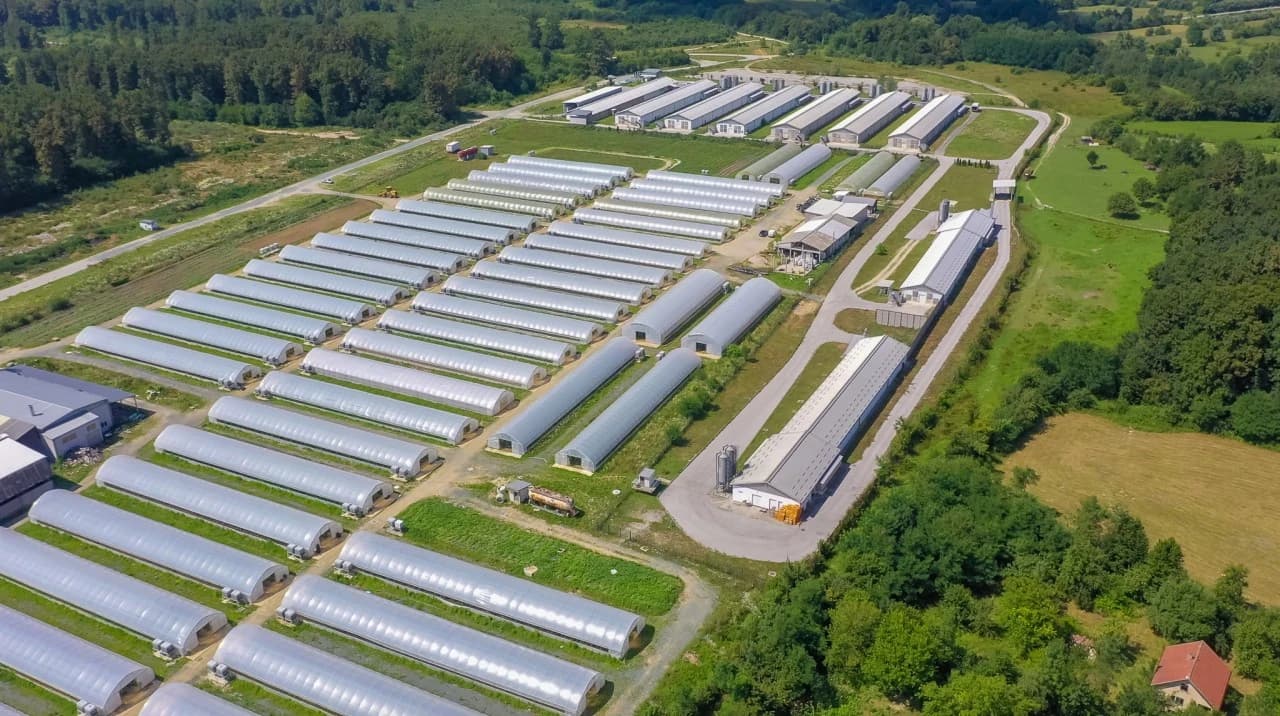 Bingo, Plastenička proizvodnja Ciljuge