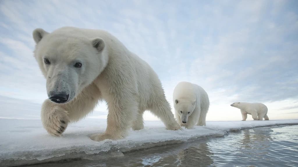 Polarni medvjedi mogli bi nestati do kraja stoljeća