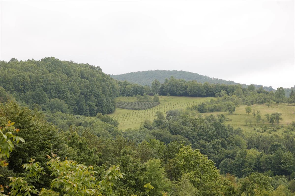 Na plantažama površine preko sedam hektara zasađeni orasi i lješnjaci različitih sorti