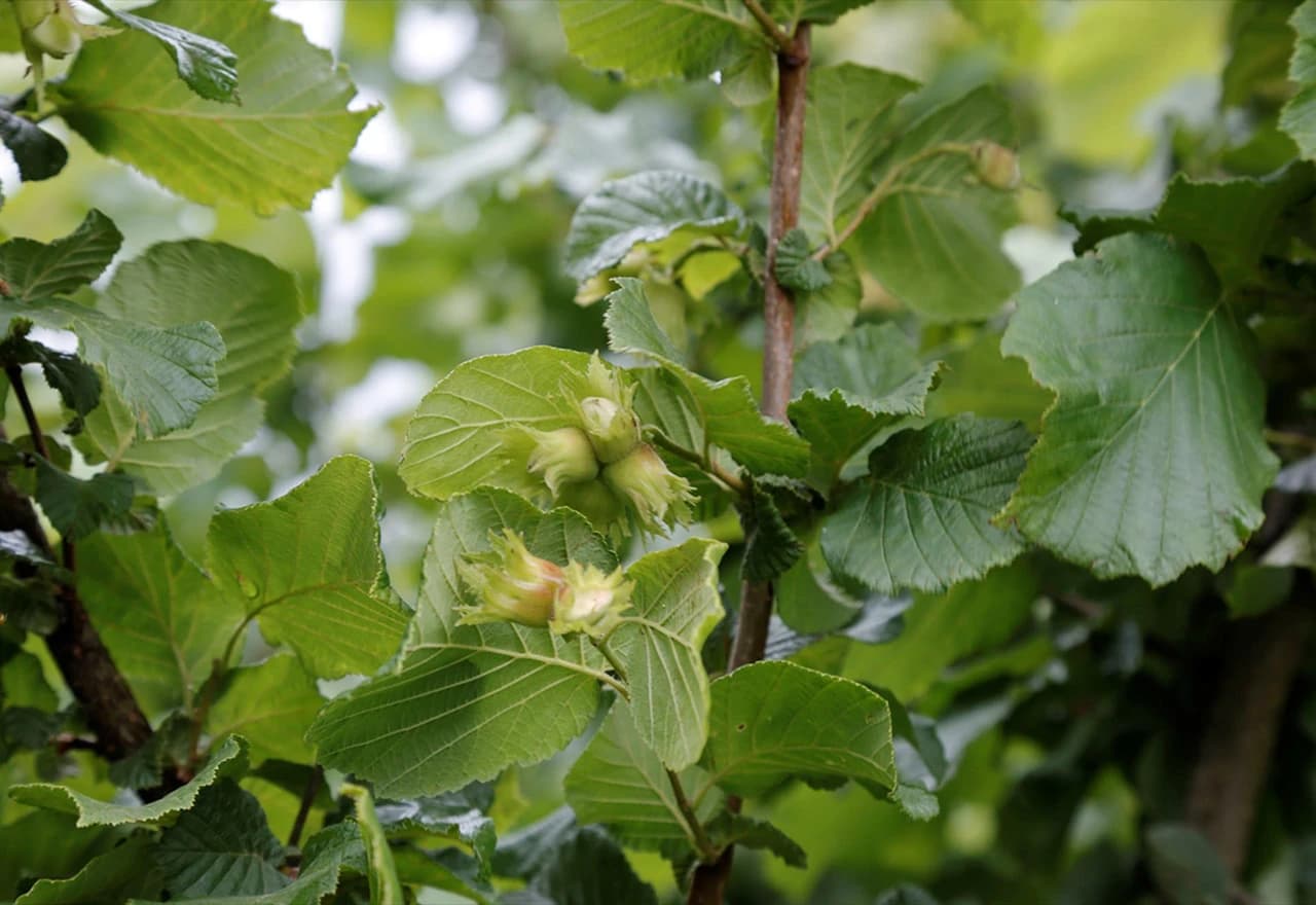 Dragan posao oko uzgoja oraha i lješnjaka obavlja s puno ljubavi