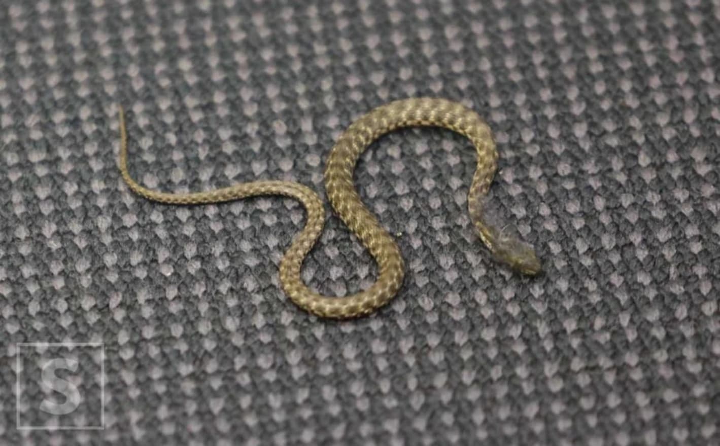 Iz osiguranja su potvrdili da se radilo o vrlo maloj i potpuno bezopasnoj zmiji.