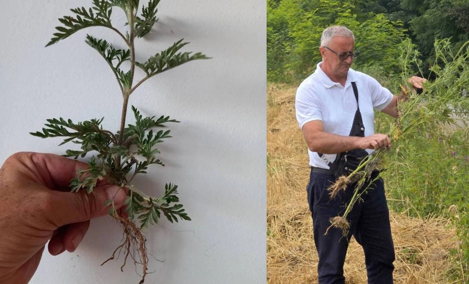 Ambrozija(lijevo), voditelj Zavoda za zaštitu bilja pri INZ-u, Kasim Velić(desno)